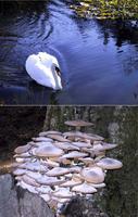 Swan, fungi.jpg