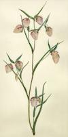 03 Calochortus albus  White Globe Lilly.tif
