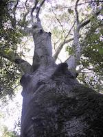 img_001_0023_114 live oak.JPG