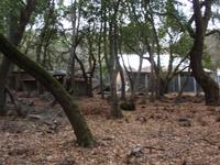 P2047364_backyard.jpg