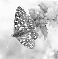 FLO-043p_TIF_MSTR.tif