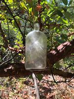 Bottle found at site.jpg
