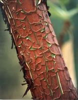 Manzanita bark.jpg