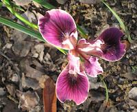 Wild iris maroon.JPG