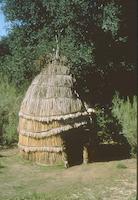 Ohlone tule reed house(Sunol).TIF