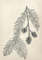 Sequoia Sempervirens.tif
