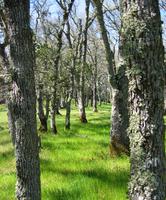 Deer Path forest.jpg