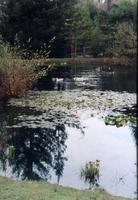 Lower pond.jpg