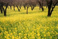 Orchard with mustard.jpg