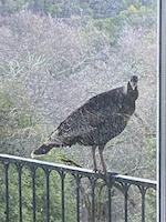 FLO-096d turkey.jpg