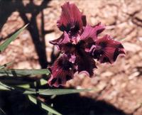 Iris, red.jpg