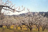 fruit trees.jpg