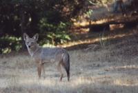 Coyote, 45 Buckeye.jpg