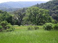 Windy Hill_9226.JPG