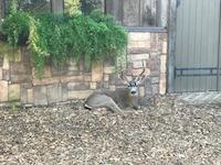 FLO-082d buck.JPG