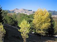 Leaves of Oct.JPG
