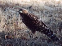 Hawk, red-tailed.jpg
