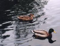 Ducks in a row.jpg