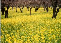 orchard w mustard.tif
