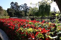 Springdown Farms flowers.JPG