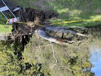 Fallen giant at Town Center.jpg