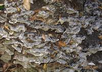 img_001_0245_66. 7  pinstripe fungi.JPG