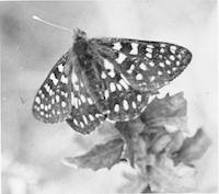 FLO-045p_TIF_MSTR.tif