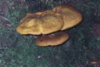 img_001_0050_139 Mushrooms, Coalmine Rdg.jpg