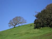 img_001_0092_177 slope of Valley Oak near vineyard.jpg