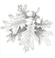 black oak300.jpg
