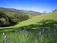 img_001_0275_98 Lupine below Hawkview.jpg