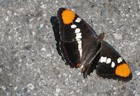 Butterfly on PVR.JPG
