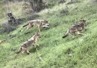 FLO-108d Coyotes in high Ladera.jpg