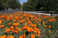 00 Traingle Park Alpine, Portola Road xing.JPG