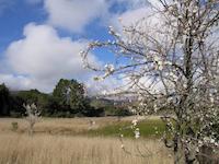 Pond Corte Madera Sch.JPG