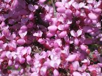 IMG_1261.JPG