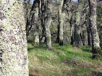 00 Forest of young oaks.JPG