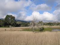 Frog pond Corte Madera School  view winter.JPG