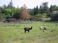 Alpaca, sheep.JPG