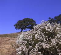 PVR hillside.JPG