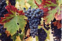 Colors of the harvest.jpg