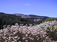 Windy Hill over Clover.JPG