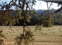Hayfield thru the trees.tif