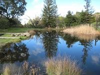 Duck pond PVRanch 3.JPG