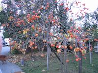 IMG_7315.JPG