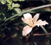 Iris, white.jpg