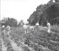 Chinese strawberry pickers.tif