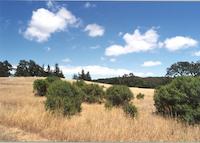 Jasper Ridge.tif