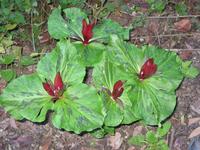 trillium.jpg