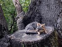 FLO-092d grey fox.jpeg